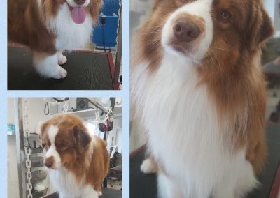 Berger Australien préparation exposition